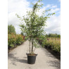 AMELANCHIER LAMARCKII En pot de 35-50 litres cépée hauteur 175-200 cm