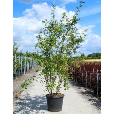 AMELANCHIER LAMARCKII En pot de 70-90 litres cépée hauteur 200-250 cm