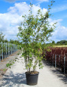 amelanchier-de-lamarck-amelanchier-lamarckii-11.jpg