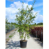AMELANCHIER LAMARCKII En pot de 70-90 litres cépée hauteur 200-250 cm