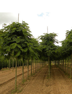 arbre-a-soie-ombrella-albizia-julibrissin-ombrella-4.jpg