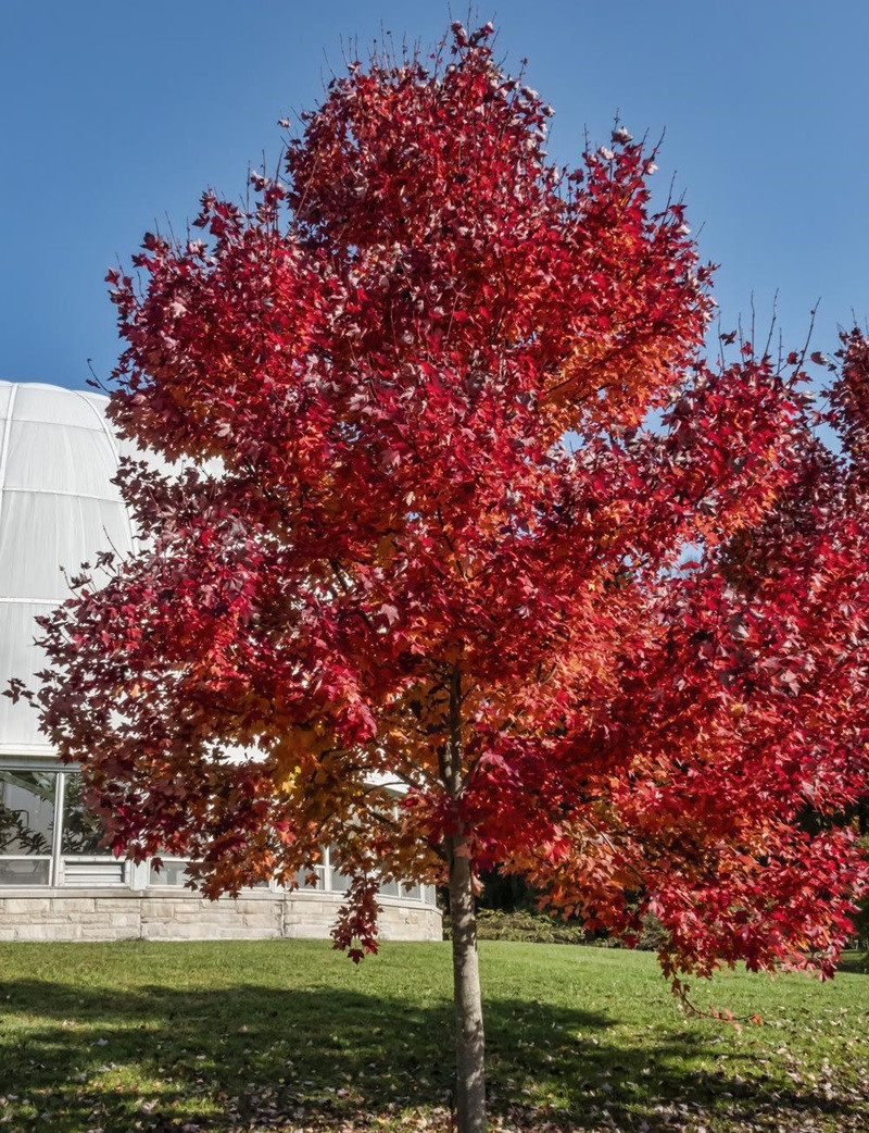erable-rouge-fastigie-jfs-redpointe-acer-rubrum-jfs-redpointe.jpg