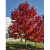 ACER rubrum REDPOINTE