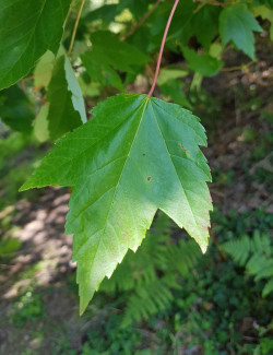 erable-rouge-fastigie-jfs-redpointe-acer-rubrum-jfs-redpointe-1.jpg