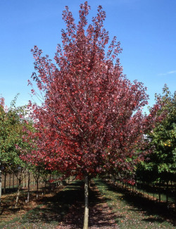 erable-rouge-fastigie-jfs-redpointe-acer-rubrum-jfs-redpointe-2.jpg