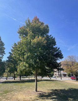ACER rubrum REDPOINTE