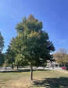 erable-rouge-fastigie-jfs-redpointe-acer-rubrum-jfs-redpointe-3.jpg