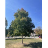 ACER rubrum REDPOINTE