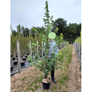 ACER rubrum REDPOINTE En pot de 15-20 litres baliveau hauteur 150-200 cm