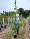 erable-rouge-fastigie-jfs-redpointe-acer-rubrum-jfs-redpointe-4.jpg