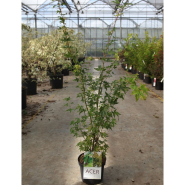 ACER palmatum SENKAKI ou SANGOKAKU En pot de 4-5 litres buisson hauteur 040-060 cm