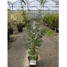 ACER palmatum SENKAKI ou SANGOKAKU En pot de 4-5 litres buisson hauteur 040-060 cm