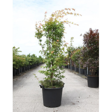 ACER palmatum SENKAKI ou SANGOKAKU En pot de 35-50 litres buisson hauteur 125-150 cm