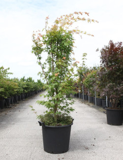 ACER palmatum SENKAKI ou SANGOKAKU En pot de 35-50 litres buisson hauteur 125-150 cm