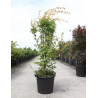 ACER palmatum SENKAKI ou SANGOKAKU En pot de 35-50 litres buisson hauteur 125-150 cm