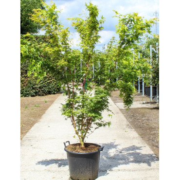 ACER palmatum SENKAKI ou SANGOKAKU En pot de 70-90 litres buisson hauteur 175-200 cm