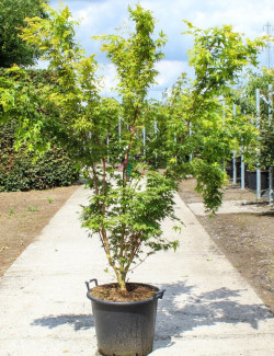 ACER palmatum SENKAKI ou SANGOKAKU En pot de 70-90 litres buisson hauteur 175-200 cm