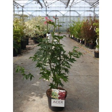 ACER palmatum OSAKAZUKI En pot de 4-5 litres buisson hauteur 030-040 cm