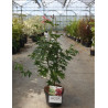 ACER palmatum OSAKAZUKI En pot de 4-5 litres buisson hauteur 030-040 cm