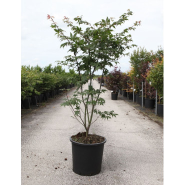 ACER palmatum OSAKAZUKI En pot de 25-30 litres buisson hauteur 100-125 cm