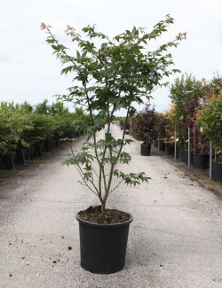 ACER palmatum OSAKAZUKI En pot de 25-30 litres buisson hauteur 100-125 cm