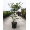 ACER palmatum OSAKAZUKI En pot de 25-30 litres buisson hauteur 100-125 cm