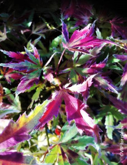 ACER palmatum METAMORPHOSA