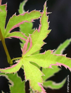 ACER palmatum METAMORPHOSA