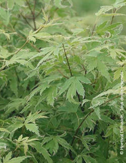 ACER palmatum METAMORPHOSA