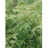 ACER palmatum METAMORPHOSA