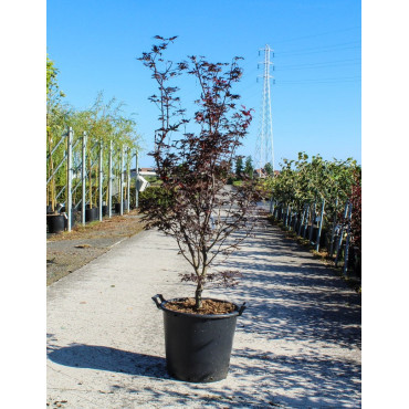 ACER palmatum FIREGLOW En pot de 35-50 litres buisson hauteur 125-150 cm