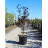 ACER palmatum FIREGLOW En pot de 35-50 litres buisson hauteur 125-150 cm