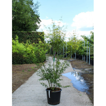 ACER palmatum DISSECTUM SEIRYU En pot de 35-50 litres buisson hauteur 125-150 cm