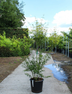 erable-du-japon-a-feuillage-decoupe-seiryu-acer-palmatum-dissectum-seiryu-6.jpg