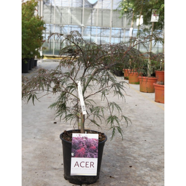 ACER palmatum DISSECTUM INABE SHIDARE En pot de 10-12 litres buisson hauteur 040-050 cm
