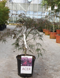 ACER palmatum DISSECTUM INABE SHIDARE En pot de 10-12 litres buisson hauteur 040-050 cm
