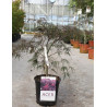 ACER palmatum DISSECTUM INABE SHIDARE En pot de 10-12 litres buisson hauteur 040-050 cm
