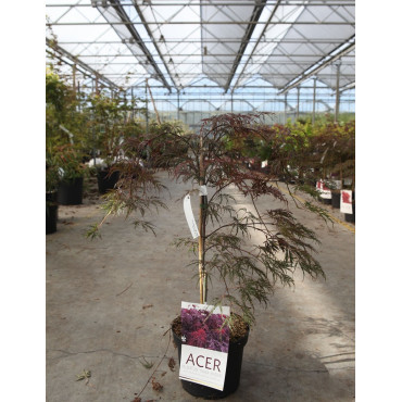 ACER palmatum DISSECTUM INABE SHIDARE En pot de 4-5 litres buisson hauteur 030-040 cm
