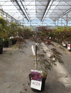 ACER palmatum DISSECTUM INABE SHIDARE En pot de 4-5 litres buisson hauteur 030-040 cm