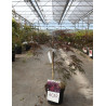 ACER palmatum DISSECTUM INABE SHIDARE En pot de 4-5 litres buisson hauteur 030-040 cm
