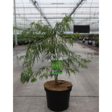ACER palmatum DISSECTUM En pot de 7-10 litres buisson hauteur 040-050 cm