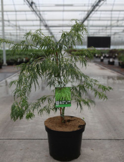 ACER palmatum DISSECTUM En pot de 7-10 litres buisson hauteur 040-050 cm