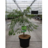 ACER palmatum DISSECTUM En pot de 7-10 litres buisson hauteur 040-050 cm