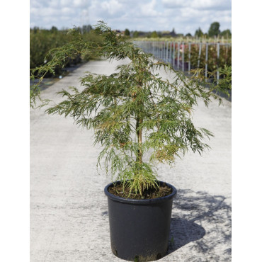 ACER palmatum DISSECTUM En pot de 15-20 litres buisson hauteur 080-100 cm
