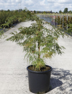ACER palmatum DISSECTUM En pot de 15-20 litres buisson hauteur 080-100 cm