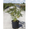 ACER palmatum DISSECTUM En pot de 15-20 litres buisson hauteur 080-100 cm