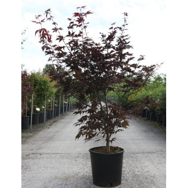 ACER palmatum BLOODGOOD En pot de 15-20 litres buisson hauteur 100-125 cm