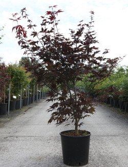 ACER palmatum BLOODGOOD En pot de 15-20 litres buisson hauteur 100-125 cm