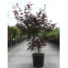 ACER palmatum BLOODGOOD En pot de 15-20 litres buisson hauteur 100-125 cm