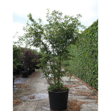 ACER palmatum En pot de 90-110 litres cépée hauteur 200-250 cm